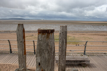 粉掌叶子发黄怎么办