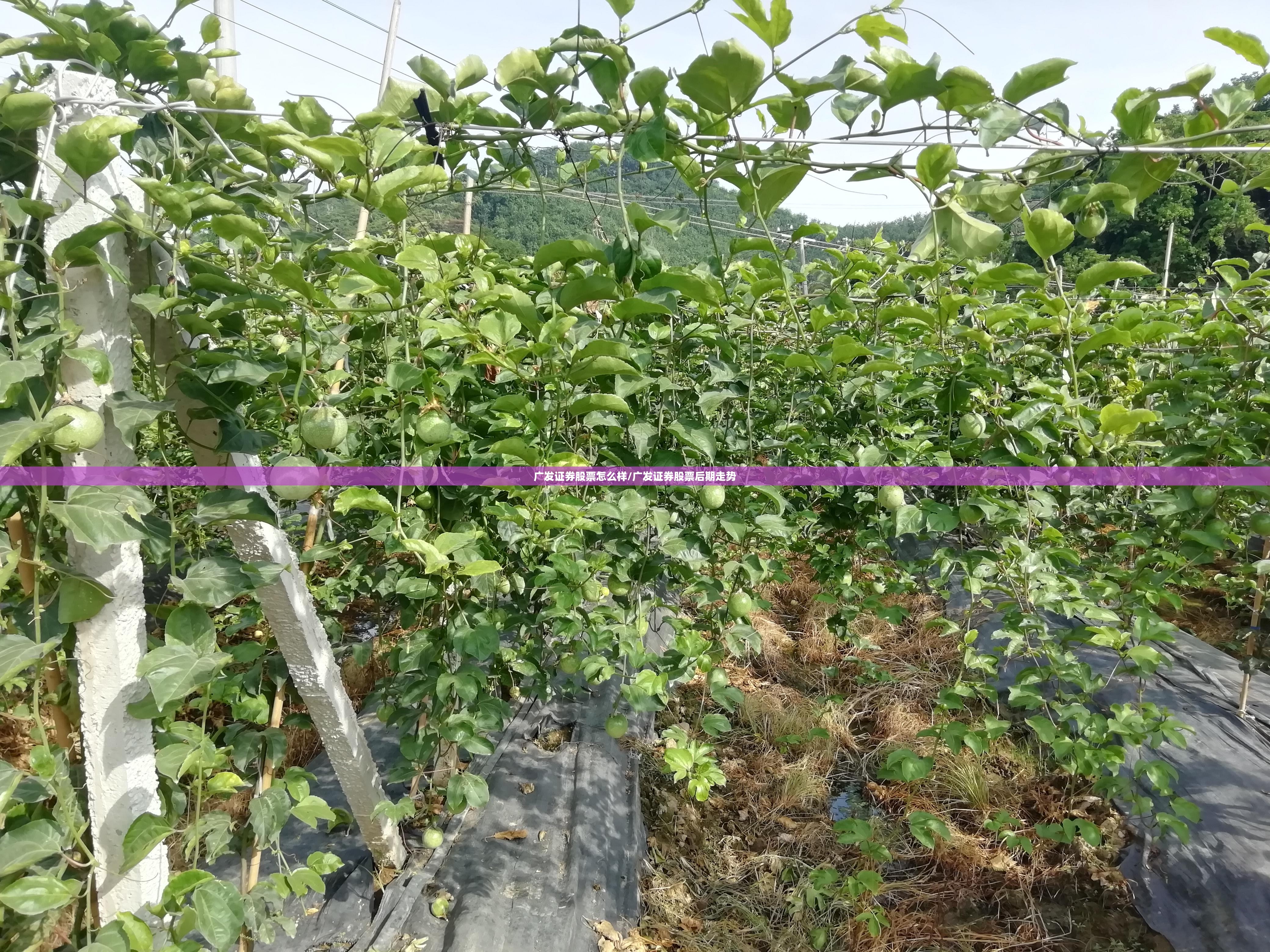 广发证券股票怎么样/广发证券股票后期走势 广发证券股票怎么样/广发证券股票后期走势