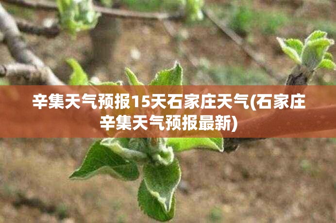 辛集天气预报15天石家庄天气(石家庄辛集天气预报最新)