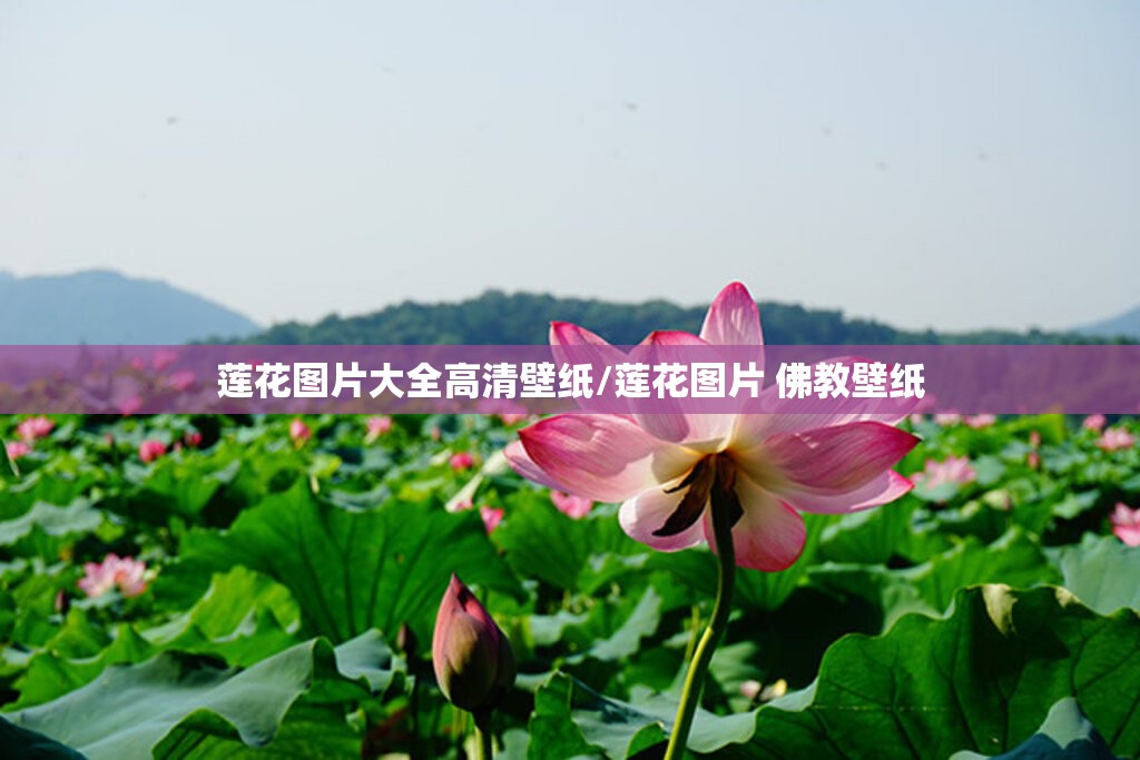 莲花图片大全高清壁纸/莲花图片 佛教壁纸