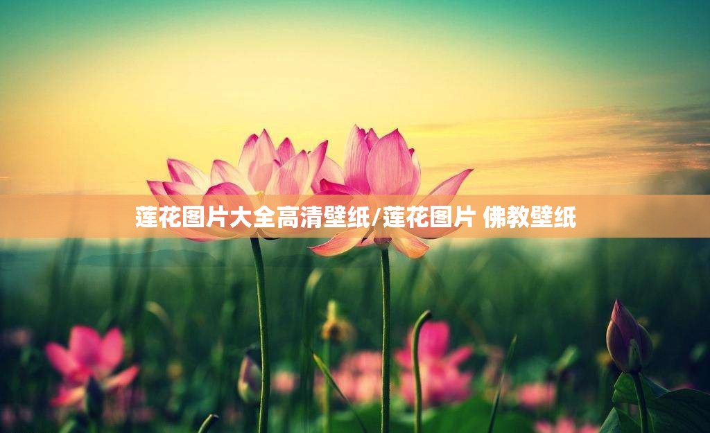 莲花图片大全高清壁纸/莲花图片 佛教壁纸