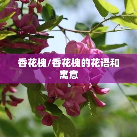 香花槐/香花槐的花语和寓意