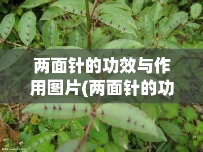 两面针的功效与作用图片(两面针的功效与作用中医药典)