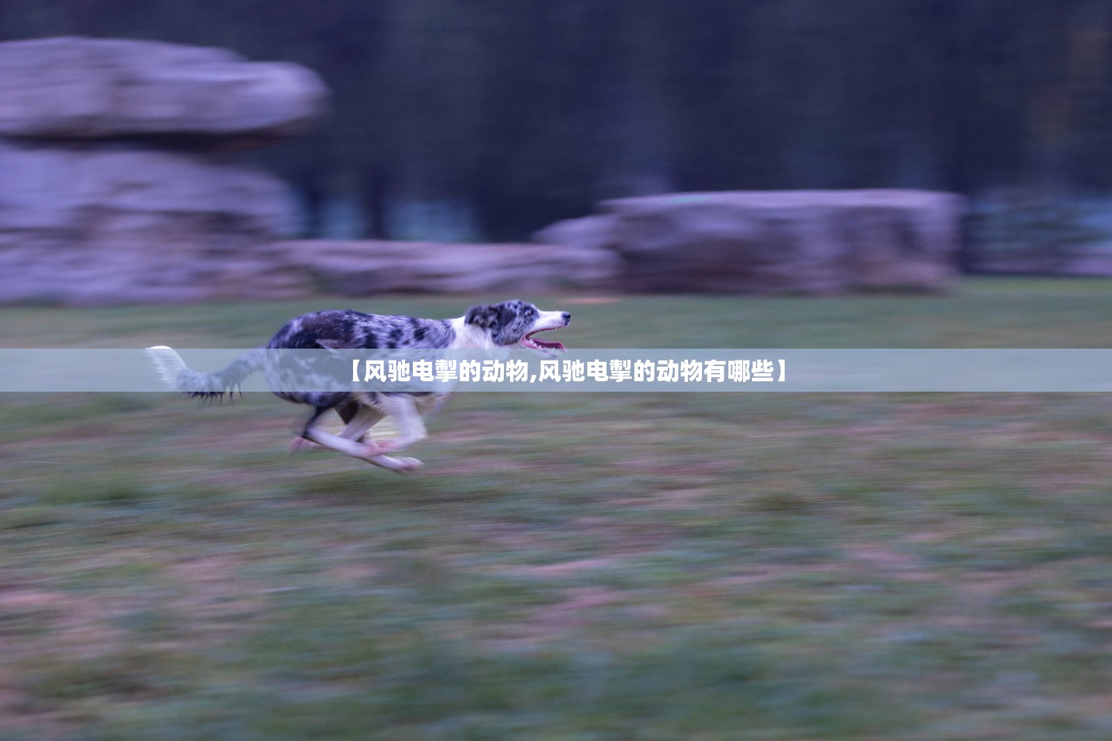 【风驰电掣的动物,风驰电掣的动物有哪些】 【风驰电掣的动物,风驰电掣的动物有哪些】