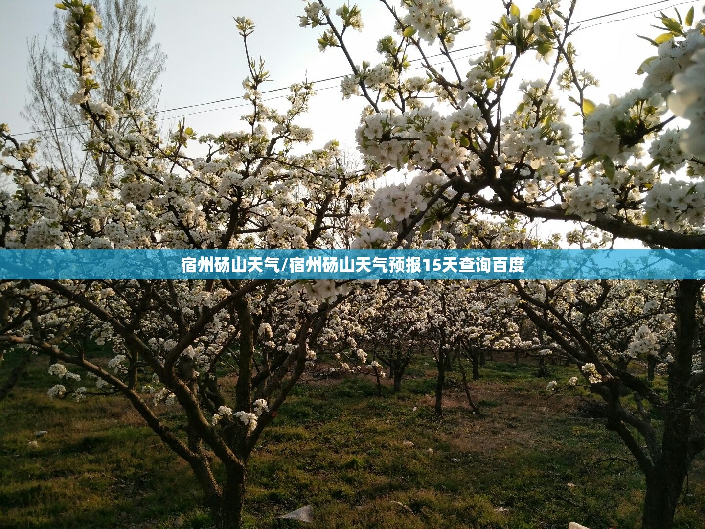 宿州砀山天气/宿州砀山天气预报15天查询百度