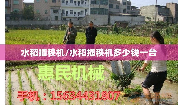 水稻插秧机/水稻插秧机多少钱一台