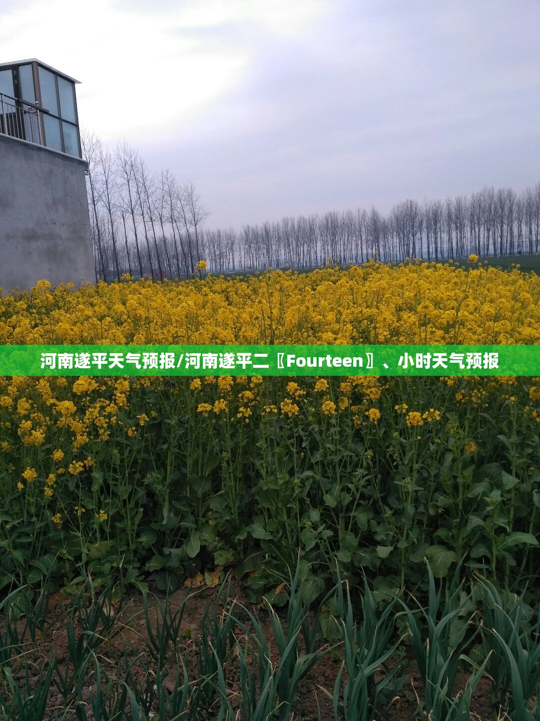 河南遂平天气预报/河南遂平二〖Fourteen〗、小时天气预报