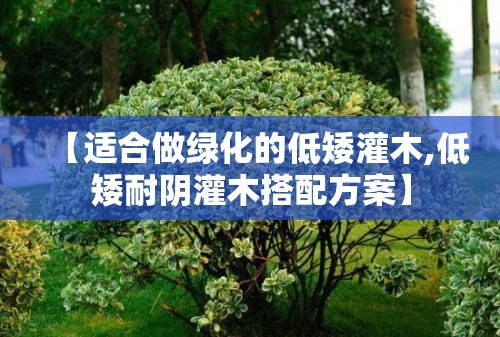 【适合做绿化的低矮灌木,低矮耐阴灌木搭配方案】