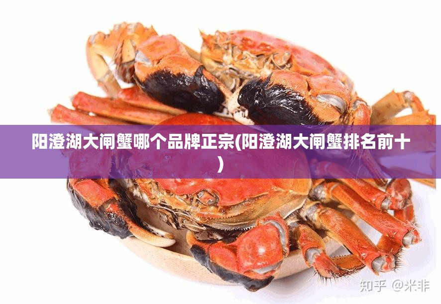 阳澄湖大闸蟹哪个品牌正宗(阳澄湖大闸蟹排名前十) 阳澄湖大闸蟹哪个品牌正宗(阳澄湖大闸蟹排名前十)