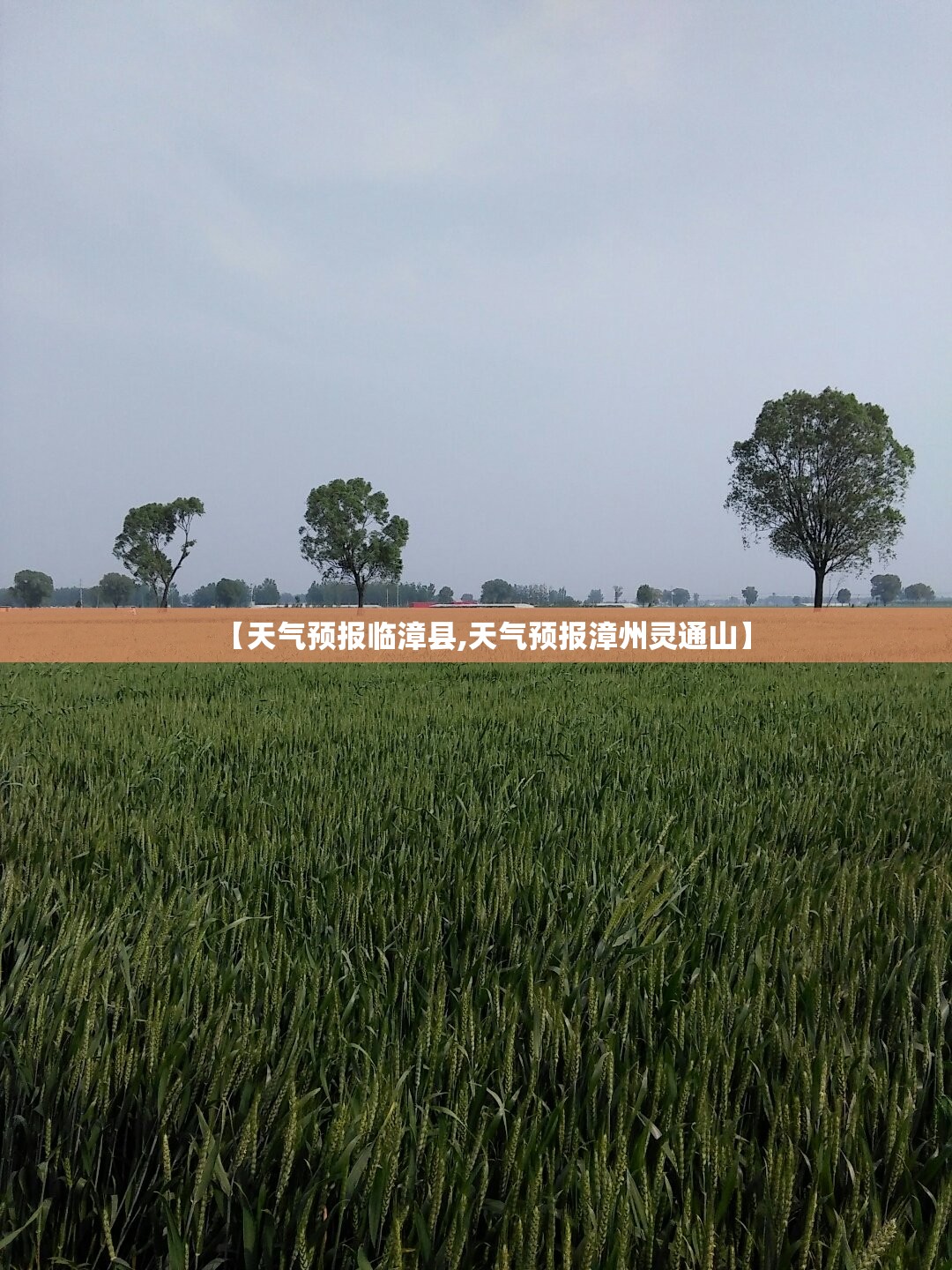 【天气预报临漳县,天气预报漳州灵通山】