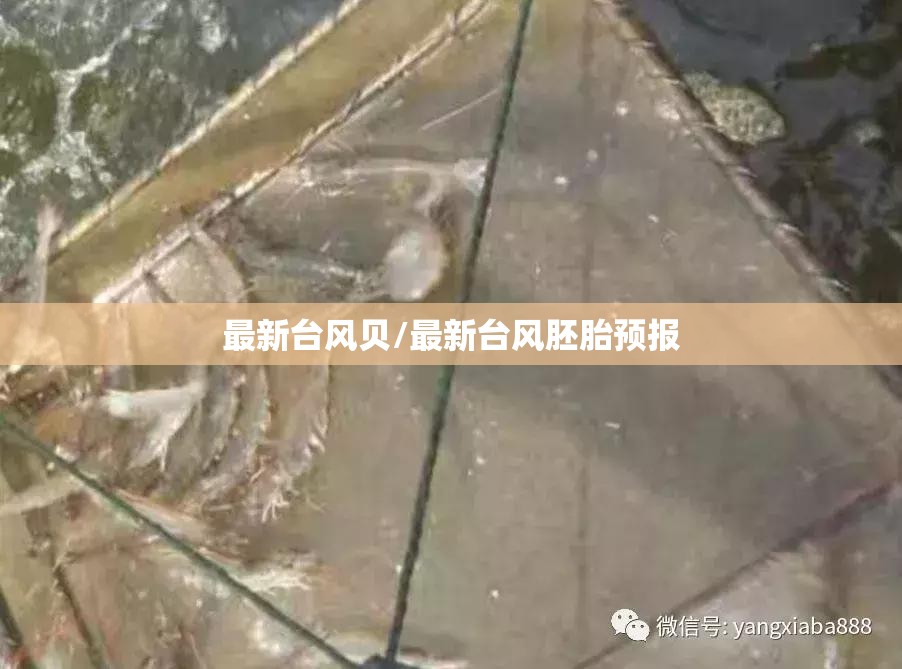 最新台风贝/最新台风胚胎预报