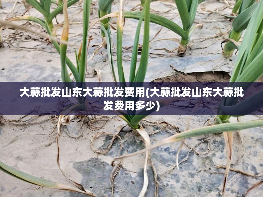 大蒜批发山东大蒜批发费用(大蒜批发山东大蒜批发费用多少)