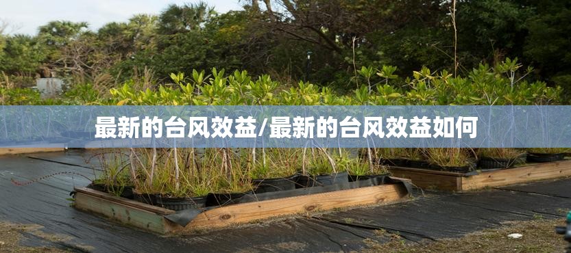 最新的台风效益/最新的台风效益如何