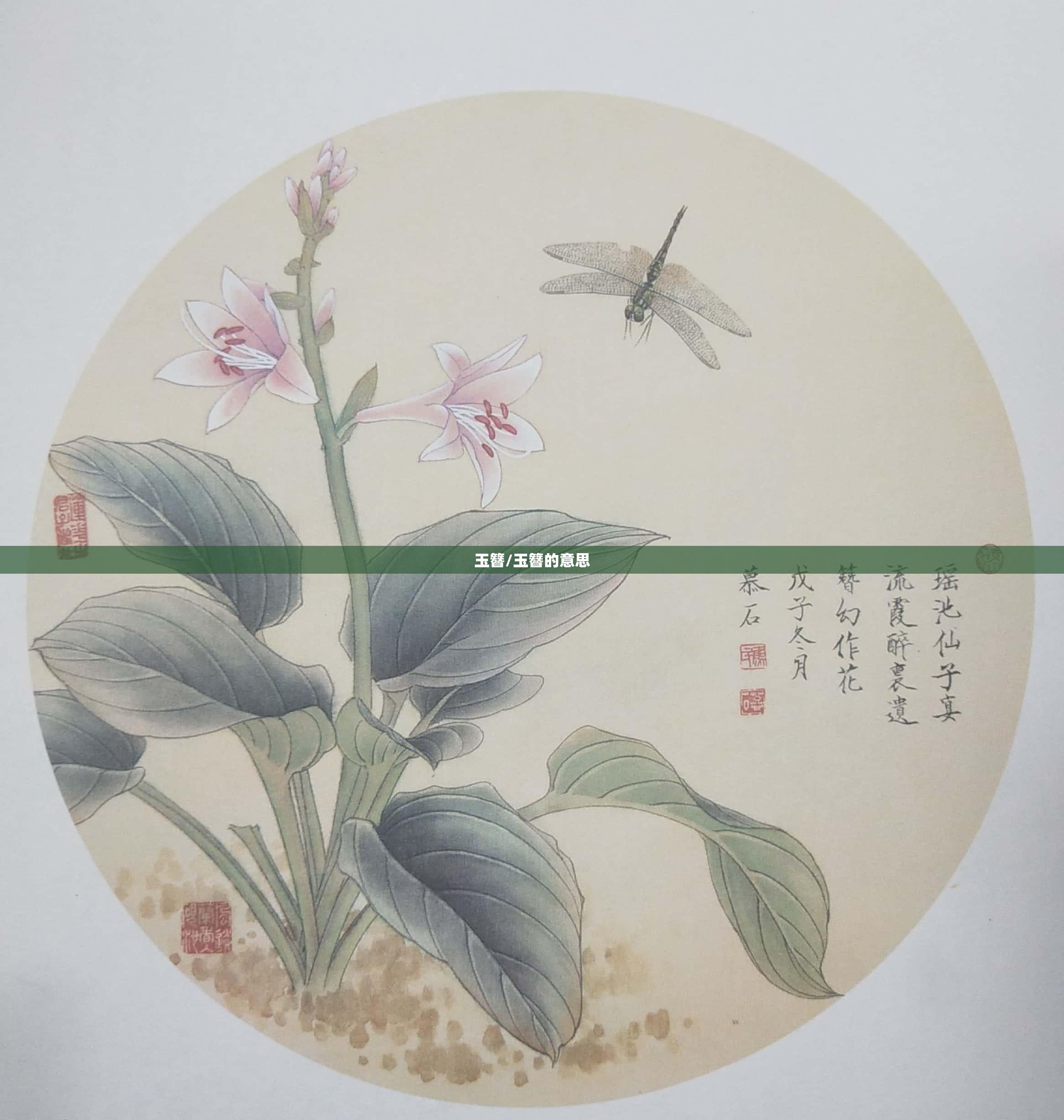 玉簪/玉簪的意思