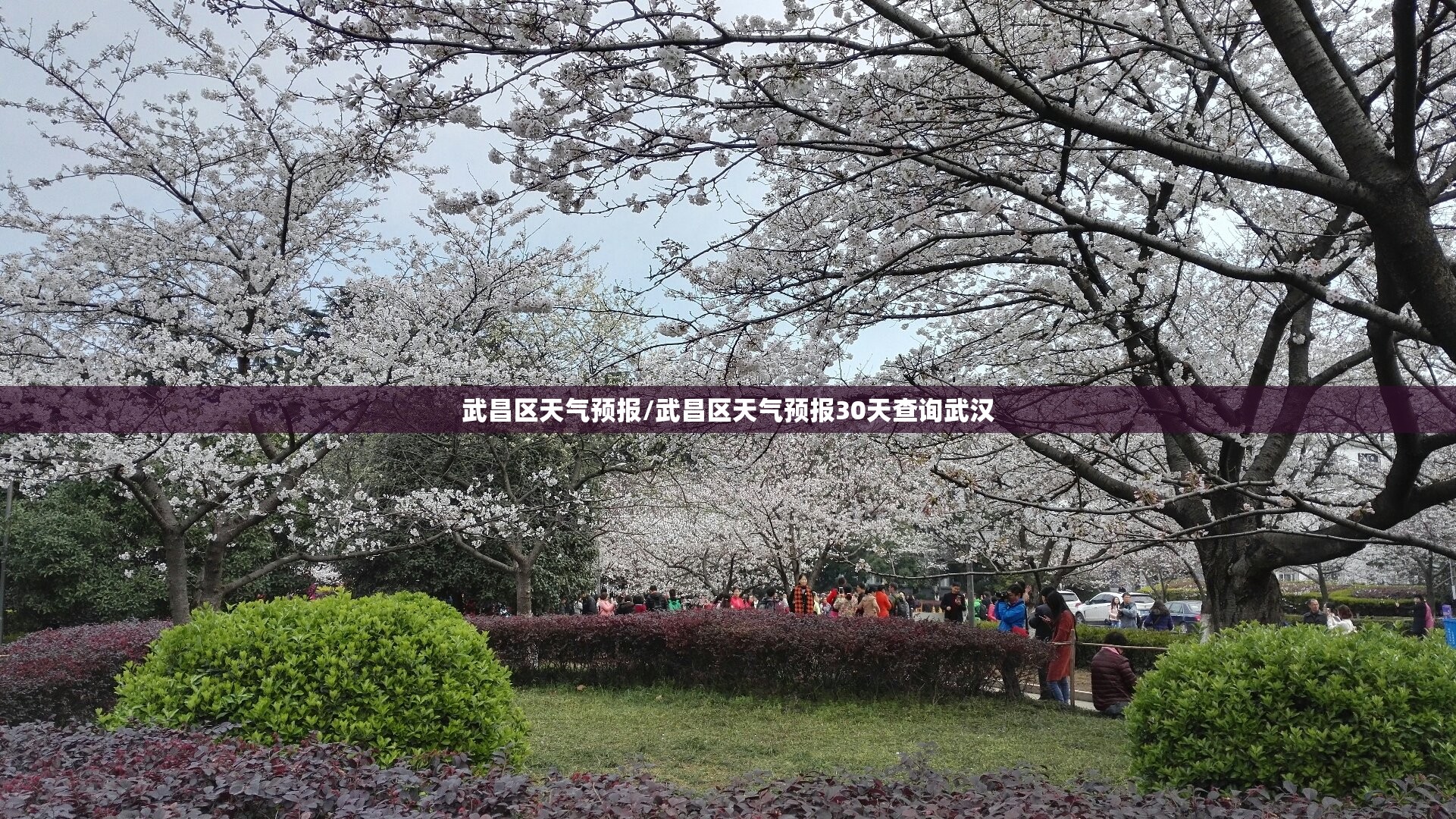 武昌区天气预报/武昌区天气预报30天查询武汉 武昌区天气预报/武昌区天气预报30天查询武汉